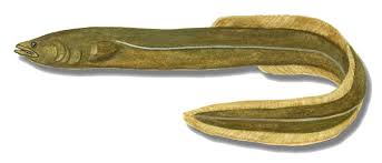 The poisson distribution has the following characteristics: Les Capsules Du G3e Biologie Faune Poissons Anguille D Amerique