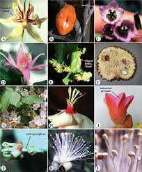 Image result for Grewia inaequilatera