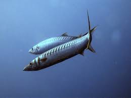 Gelbmaul Barrakuda Sphyraena Viridensis Fischlexikon