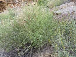 Image result for Helinus spartioides