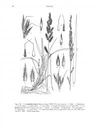 Image result for Arundinella