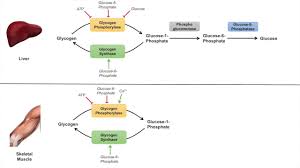 For example, glycogen metabolism in liver vs. Glycogen Metabolism Glycogenolysis Pathway Enzymes And Regulation Youtube