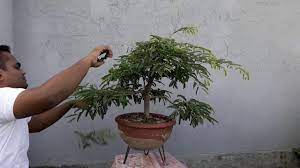 See more ideas about tamarind plant, bonsai tree, bonsai. Bonsai Tutorials For Beginners How To Care Tamarind Bonsai Trees Bonsai Tree Bonsai Care Bonsai Tree Care