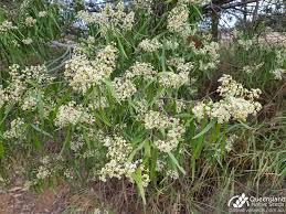 Image result for Psydrax parviflora