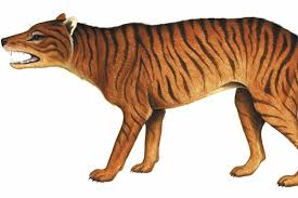 I hope you're all having a great start to 2021! If The Thylacine Is Extinct Does It Matter If Harry Burrell S Was Real The Australian Museum Blog