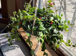 Without treatment, kidney failure will result in 36 to 72 hours. Lipstick Plant Cat Behavior Consultant Feline Fab