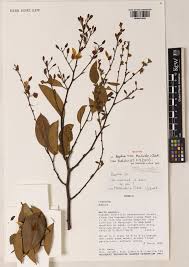 Image result for Baphia multiflora