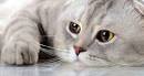 24 Most Loving And Affectionate Cat Breeds That Will Melt ...