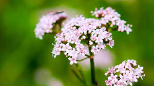 Image result for Valeriana capensis
