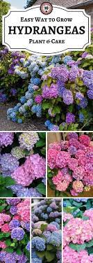 Hydrangea Top 10 Tips On How To Plant Grow Care Hydrangea Care Top Inspired Planting Hydrangeas Plants Hydrangea Care