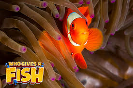 maroon clownfish who gives a fish