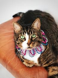 Bird Safe Cat Collar Pin On My Etsy Shop