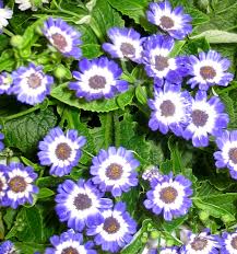 Image result for Cineraria