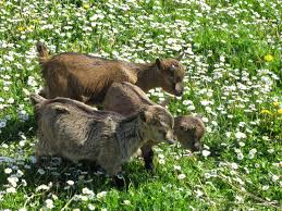 Les Biquettes De La Ferme Pedagogique Les Autruches De Laurette A Marsilly Pays Rochelais Charente Maritime Tourisme Ch Animaux Ferme Pedagogique Biquette