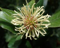 Image result for Trichocladus