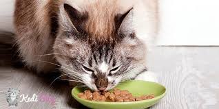 Istahsiz Kedilerin Bile Hayir Diyemeyecegi En Lezzetli 5 Kedi Mamasi Kedi Blog