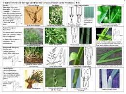 Identify Your Pasture Grasses Pasture Plant Identification Grass