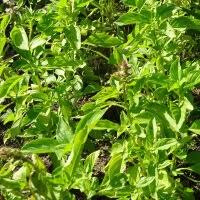 Image result for Ocimum americanum