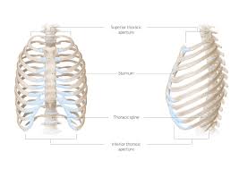 Anatomy of the human body. Chest Wall Amboss