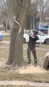 Dead for 7 years!!😳 @spence.baldwin @grove_mobile_cranes @avanttecnousa  @felipevera8183 @hilliard_zach @banditchippers #reonroundscraneslings  #reels #instagram #treelife #madison #wisconsin #treeworker #crane  #worksmarternotharder #grovecrane