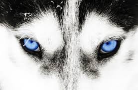 We have included the miniature husky as it intends to mirror its larger cousin the siberian husky, just in a smaller version. Genetic Testing Reveals Why Huskies Have Blue Eyes Discover Magazine