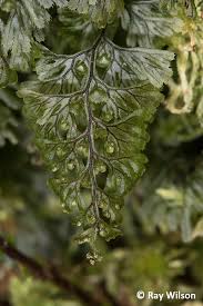 Image result for Hymenophyllum tunbridgense