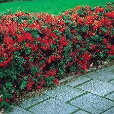 Flowers & berries are edible. 10 Plants Orange Firethorn Hedging Plants 20 40cm Pyracantha Evergreen Hedge Potted Plants Seeds Bulbs Garden Outdoors Cate Org