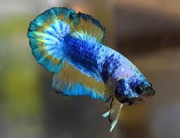 Blue Piebald Betta Splendens D15 Male Siamese Fighting Fish Ebay Siamese Fighting Fish Betta Freshwater Aquarium Fish