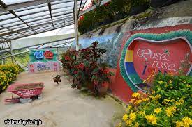 A trip to cameron highlands will not be complete without a visit to its beautiful gardens and nurseries. Rose Center