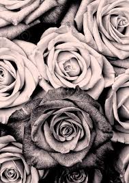 Black And White Flower Screensaver Pink Rose Floral Gallery Wall Prints Set 6 Printables Rose Etsy Gallery Wall Prints Cool Wallpapers For Phones Wallpaper Iphone Summer