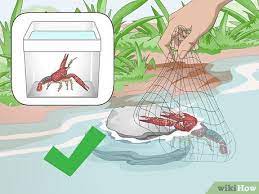 Cara Memelihara Lobster 11 Langkah Dengan Gambar Wikihow