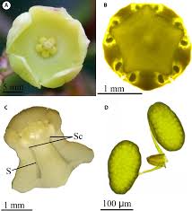 Image result for Vincetoxicum cernuum