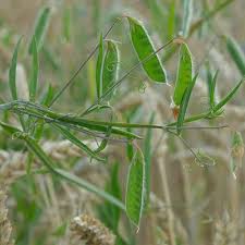 Image result for Lathyrus hirsutus