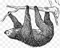 Sloths live in the rainforests of central and south america. Threetoed Sloth Png Images Pngegg