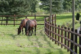 Chevaux En Enclos Pature Pour Chevaux Avec Cloture En Bois De Qualite Cloture Bois Chevaux Cloture Jardin Cloture Bois