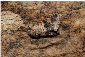 Image result for Emilia pseudactis