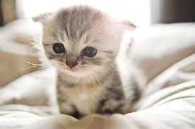 Please consider posting to /r/askvet if it is not an. Cute Baby Cats Baby Cat Called Cat And Baby Funny Video Cute Kittens Cute Cats Baby Cat Name Baby Kittens Cat Videos Fu Kittens Cutest Cute Baby Cats Baby Cats