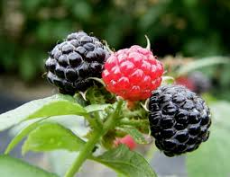 Image result for Rubus adolfi-friederici