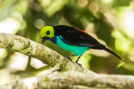 Amazon rainforest animals set the fashion curve for south america. Amazon Rainforest Animals List Conservation Pictures