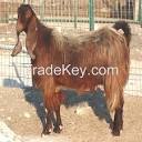 Alive healthy Damascus and Cyprus Shami Goats for sale with best ...
