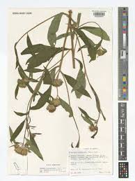 Image result for Vernonia galamensis