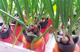 Kemudian potong bagian putih daun bawang sekitar 5 sampai 7 cm dan Makcik Tak Perlulah Beli Bawang Merah Lepas Ini Begini Cara Tanam Bawang Paling Win My Info Berita