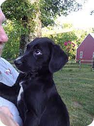 The tail should wag left to right horizontally. Another Lab Plott Mix That Was Reportedly Adopted Sebastian Adopted Puppy Lynnville Tn Labrador Retrieve Plott Hound Plott Hound Mix Labrador Retriever
