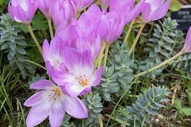 Once its flowers die back at the season's end in june, the foliage recedes, too. The Earliest Flowers To Bloom In Spring