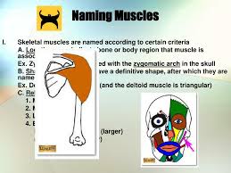Muscle that must stretch to allow movement to occur. Ppt Naming Muscles Powerpoint Presentation Free Download Id 624575