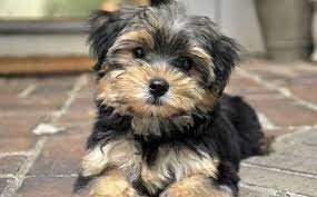 Die charaktereigenschaft der beiden rassen verpaaren sich zu einem liebevollen wesen, sodass der hund ein idealer. Morkie Der Malteser Yorkshire Terrier Mix Schosshund Reinrassige Hunde Yorkshire Terrier