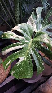 Monstera Thai Constellation Household Plants Cool Plants Shade Garden