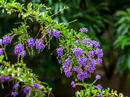 Small tree or large shrub with showy late spring flowers; Duranta Plant Care And Growing Guide