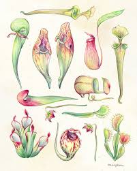 Black And White Images Of Pitcher Plant Art Print Carnivorous Plants 8x10 Botanical Etsy In 2020 Plant Illustration Plant Drawing Botanical Illustration