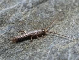 This is why you'll find silverfish near your drains, even though they don't live inside your plumbing. Accredited Silverfish Pest Control Removal In Melbourne